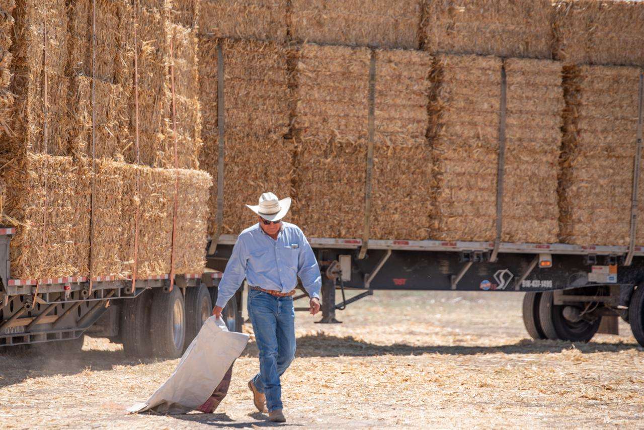 Entrega Estado 500 pacas de rastrojo a productores de Praxedis G Guerrero
