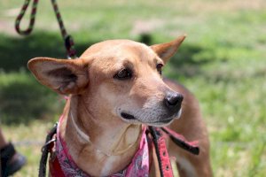 Presentan Iniciativa para sancionar negligencia en el cuidado de mascotas