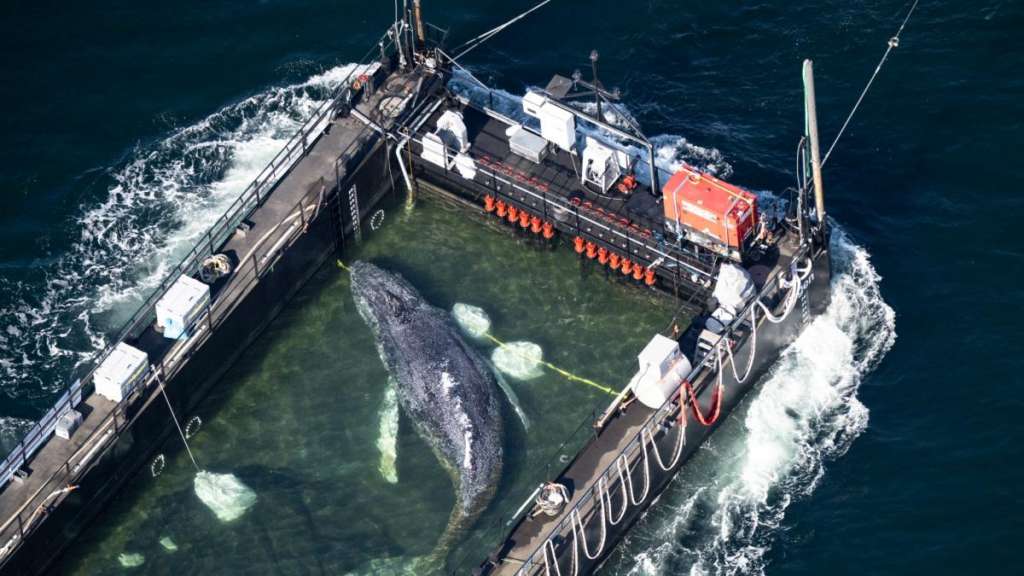 Liberan a la ballena Timmy tras un mes varada en Alemania