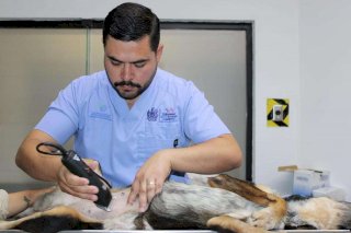 Realiza Municipio más de 3 mil esterilizaciones en 10 meses