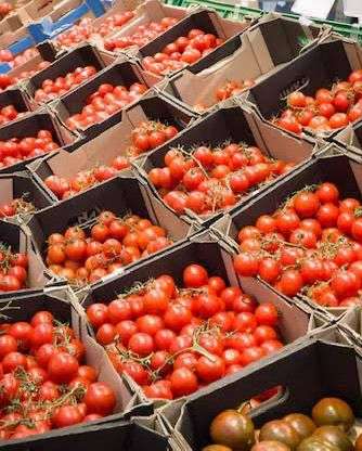 Se eleva aquí costo de tomate por transporte y baja producción 