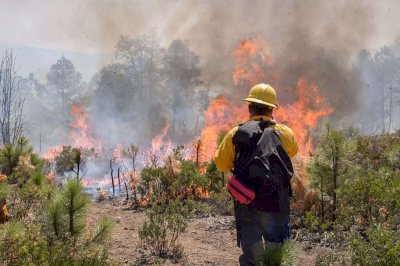 Combaten 30 brigadistas 5 incendios forestales activos en el estado