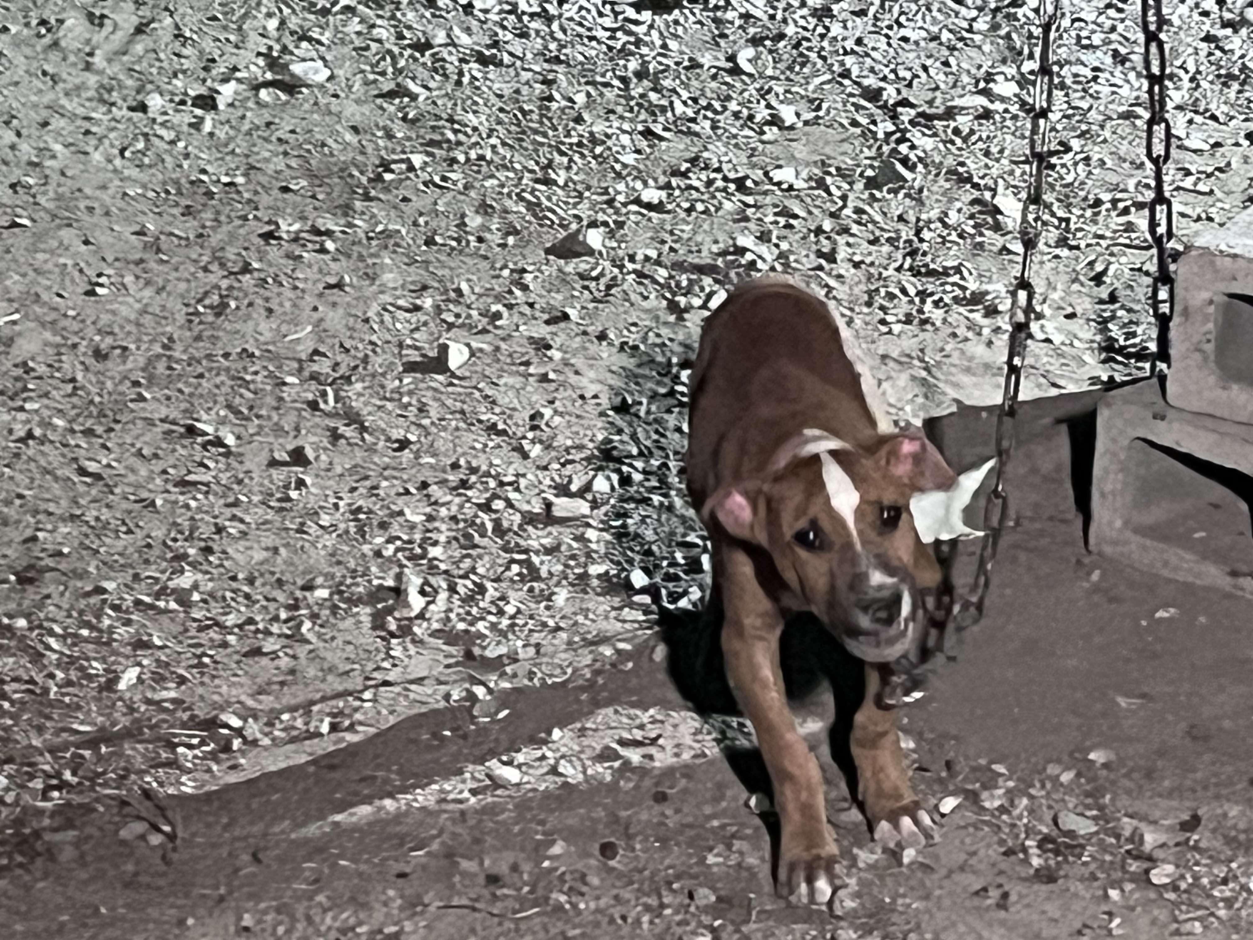  Viralizan video de maltrato animal y arrestan al presunto responsable