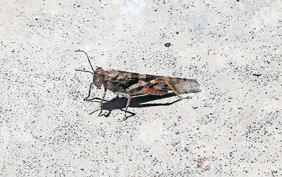 Descarta Ecología riesgo y fumigación ante plaga de Chapulines