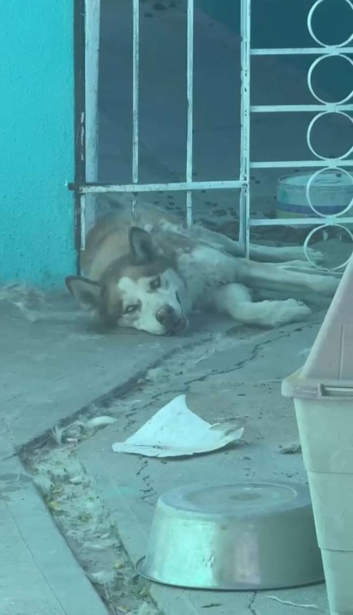Rescatan policías municipales a perro atrapado en barandal 