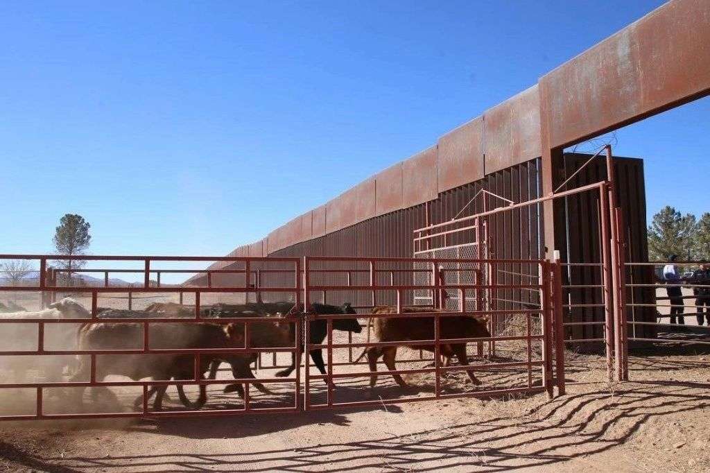 Varadas más de un millón de cabezas de ganado