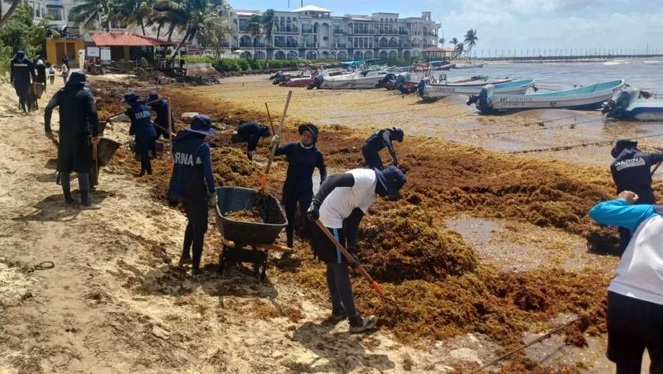 Retira la Marina más de 39 mil toneladas de sargazo en lo que va del año