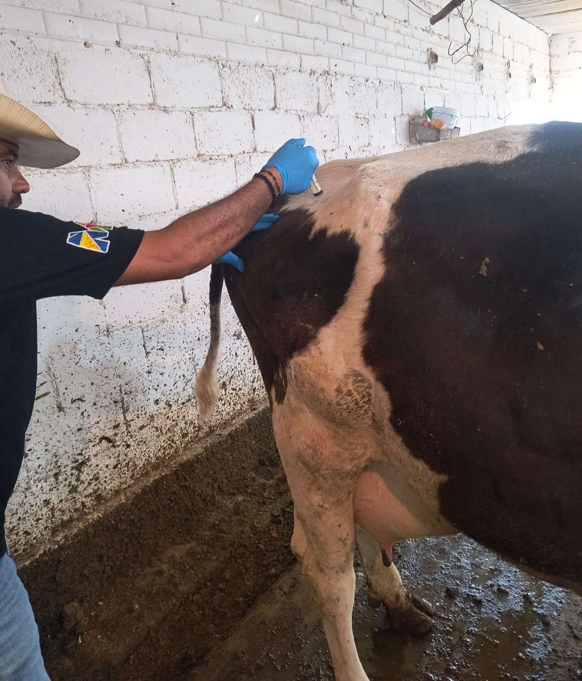 Continúan en Meoqui consultas veterinarias gratuitas a pequeños productores