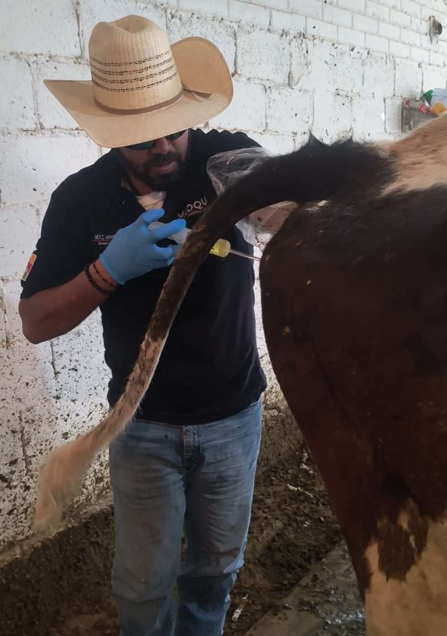 Continúan en Meoqui consultas veterinarias gratuitas a pequeños productores