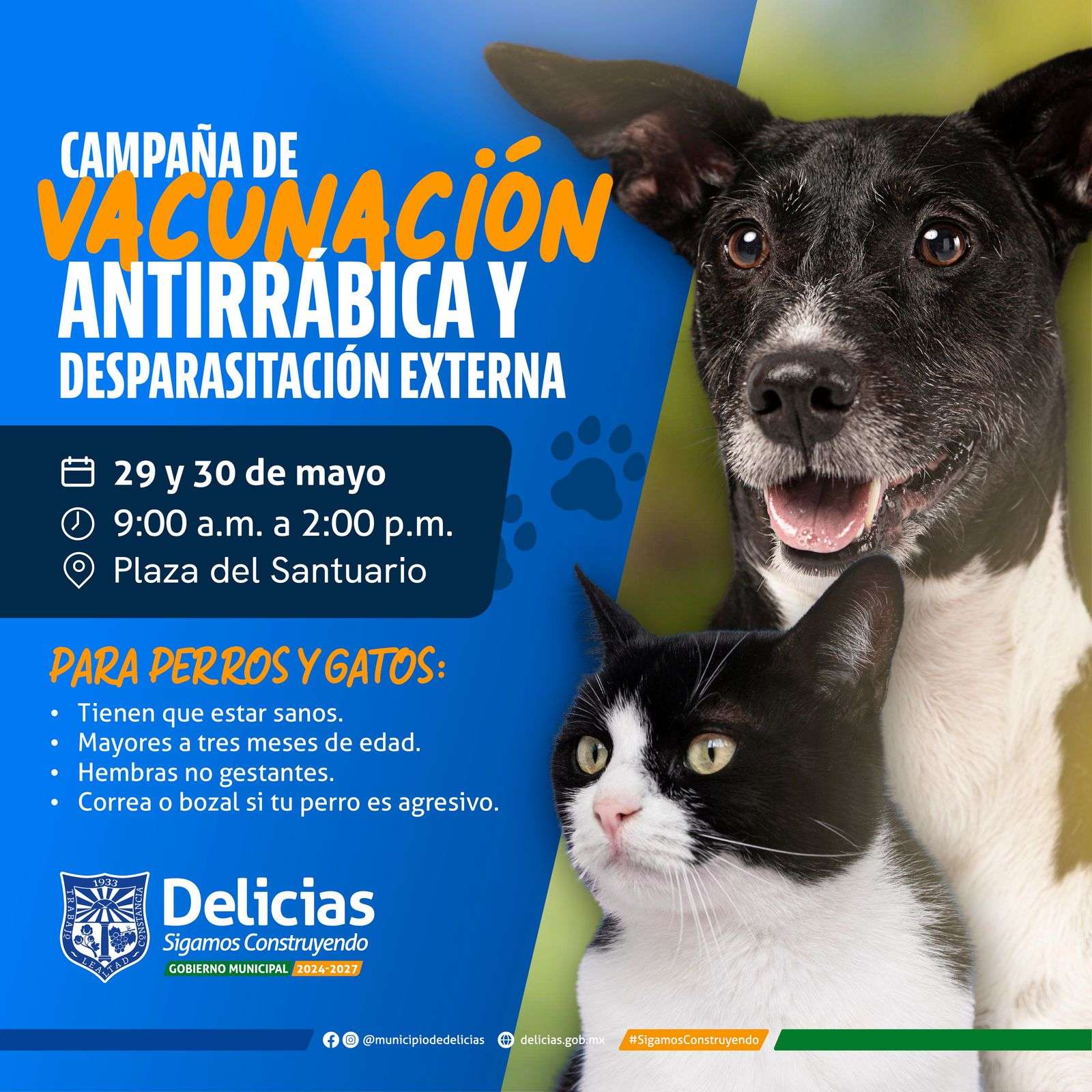 Invitan a vacunar gratuitamente a perros y gatos en Delicias
