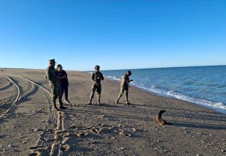 Rescatan a lobo marino con signos de enfermedad en Baja California