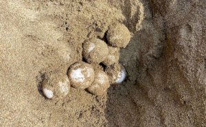 Avanza con éxito la anidación de tortugas en Veracruz