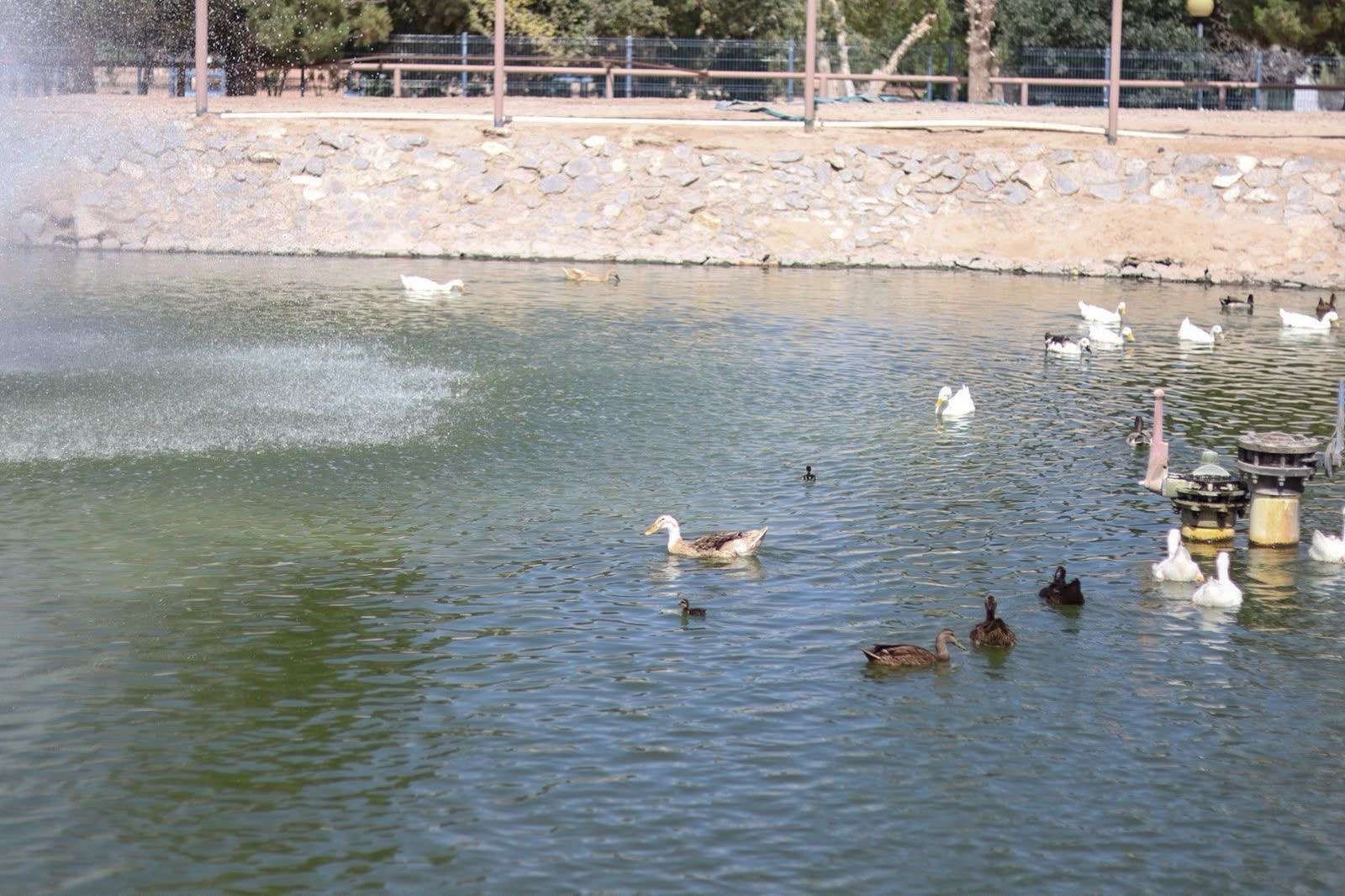 Rehabilitan aireador en el lago del Parque Central