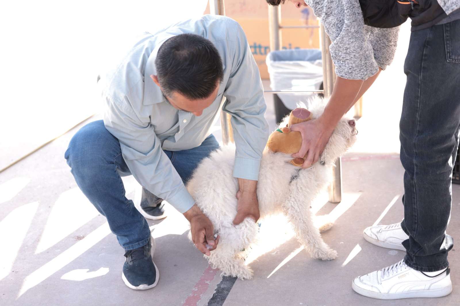 Esterilizan a 514 mascotas en jornada masiva el fin de semana