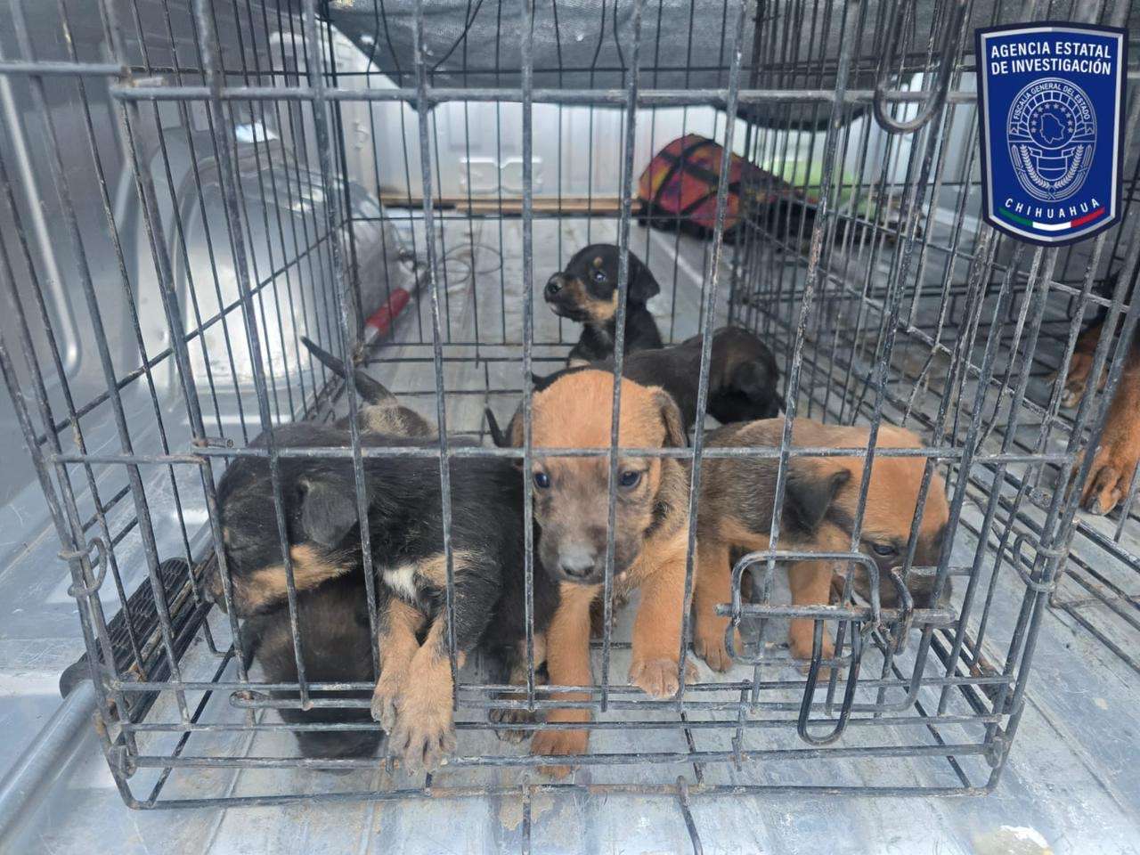 Rescatan casi 40 perros maltratados durante cateos en mayo