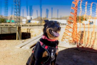 Invierte Municipio casi 40 mdp en nuevo Centro de Protección Animal