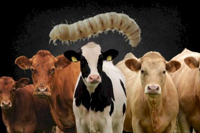 Confirma Usda el primer caso de gusano barrenador en Texas 