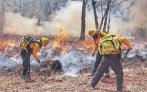 Reportan ocho incendios forestales activos en el estado