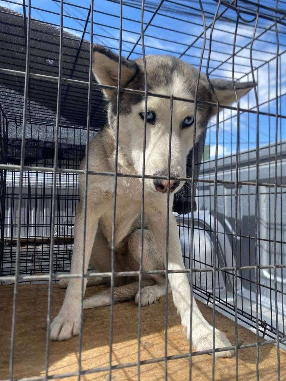 Confirman que Sasha la perra husky no será sacrificada 