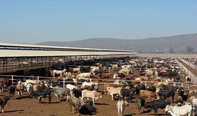 Suspende EU exportaciones de animales desde México por detección de mosca barrenadora