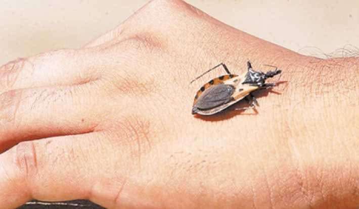 Reportan en colonias presencia de chinche de Chagas