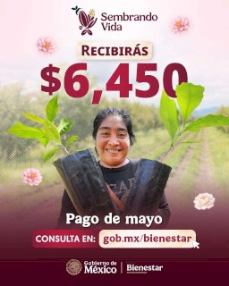 Alista Bienestar pago correspondiente del Programa Sembrando Vida