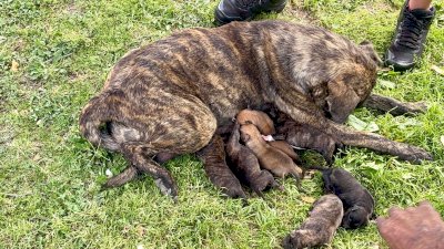 Auxilian agentes a indigente y su perrita con camada de 8 cachorros