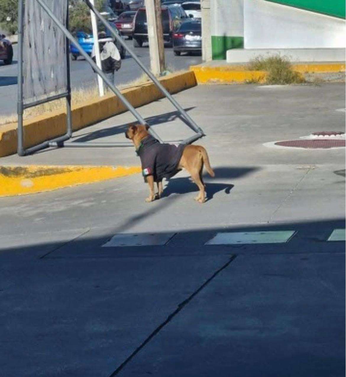 Germán JR, el.perrito que devolvió la esperanza a un despachador de gasolina 