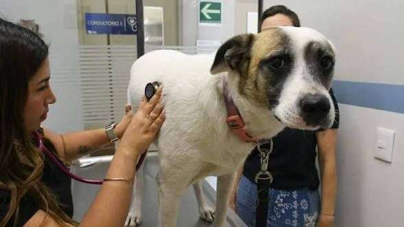 Veterinarios juarenses encuentran oportunidades en EU
