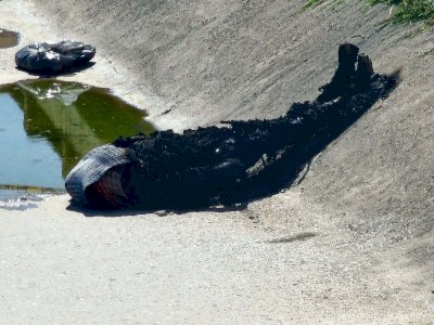 Le arrancan la cabeza y la tiran en el Canal del Chuvíscar
