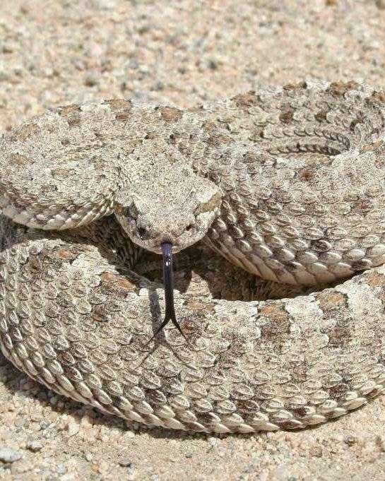Alertan por aumento de serpientes ante ola de calor 