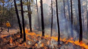 Combaten brigadistas dos incendios forestales en Morelos