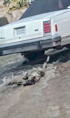 Indigna sujeto arrastrando a un perro hasta la muerte en la Infonavit y Tierra y Libertad