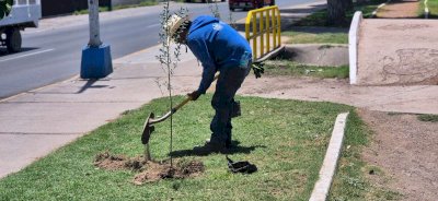 Pide Municipio proteger los árboles de Chihuahua