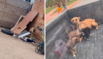 Rescatan a perrita en condiciones de desnutrición en Cuauhtémoc 