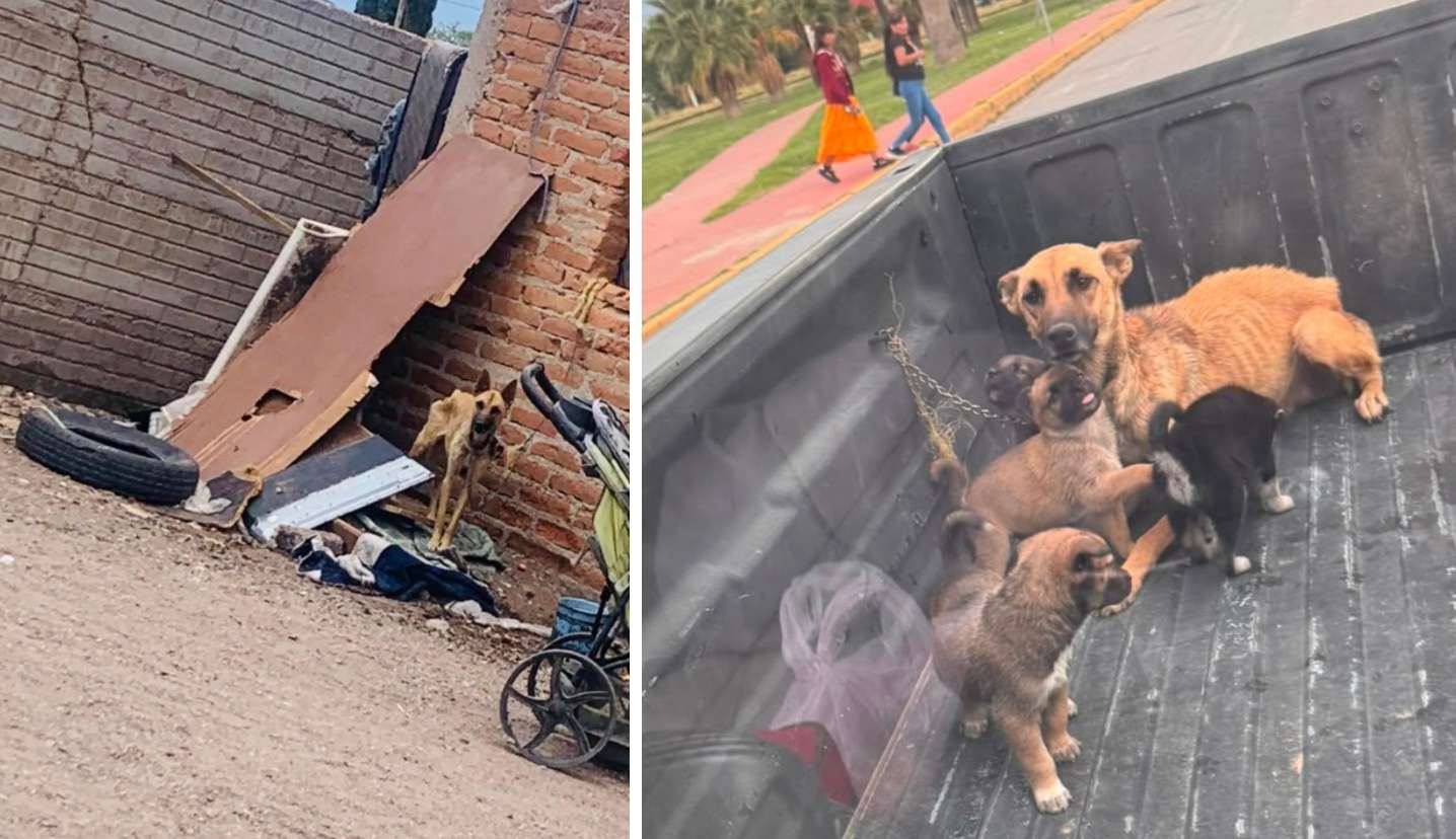 Rescatan a perrita en condiciones de desnutrición en Cuauhtémoc

