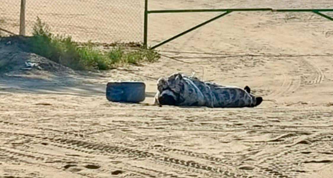 Localizan cuerpo maniatado en brecha de San Isidro