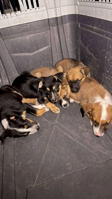 Rescatan a perrita y 5 cachorros victimas de maltrato 