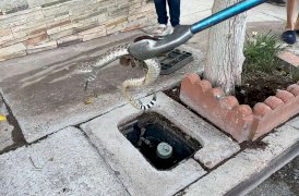 Aumenta presencia de fauna silvestre por las lluvias