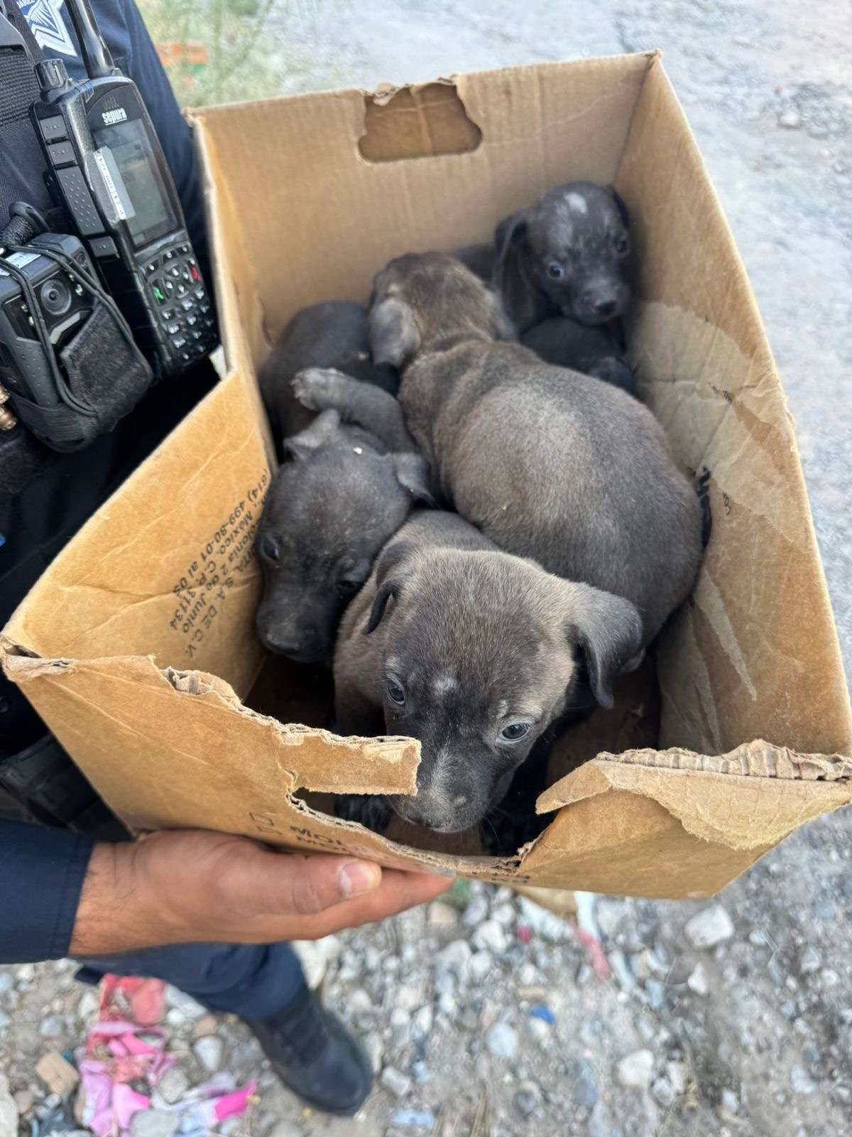 Resguardan Policías cinco cachorros abandonados en la colonia Azteca