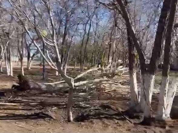 Analiza Municipio aumentar multas por poda y tala ilegal de árboles