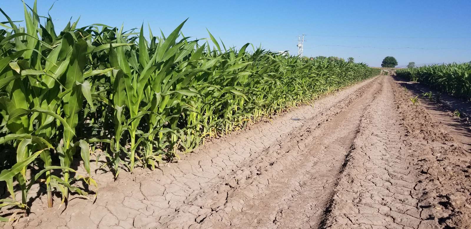 Invitan a participar en convocatorias de Cuenta Conmigo en el Campo