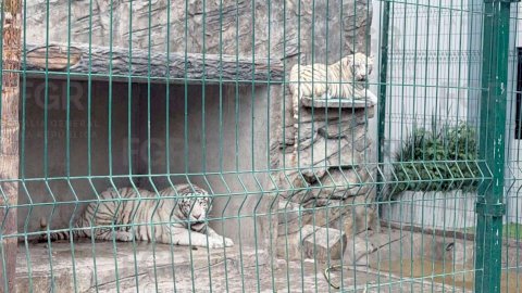 Rescatan dos tigres blancos durante cateo en vivienda de Durango 