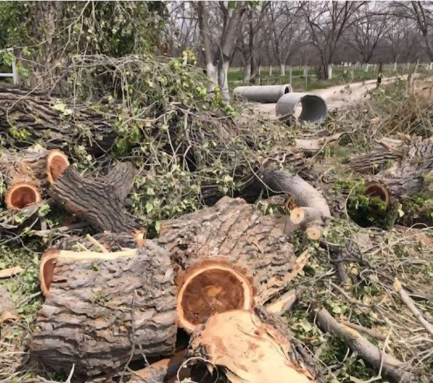 Investigan posible ecocidio por tala de más de 200 árboles centenarios