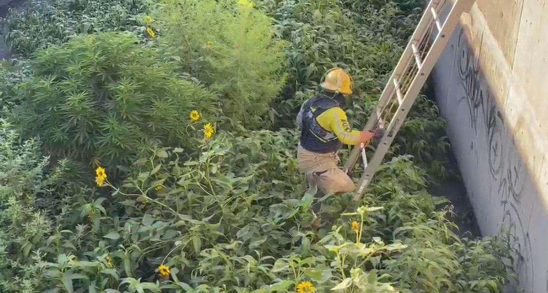 Localizan planta de mariguana de casi dos metros en el Dren 2A