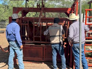 Realizan acciones contra el Gusano Barrenador en rancho de Parral 