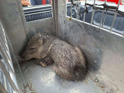 Atrapan a jabalí que recorría la colonia Santa Rosa