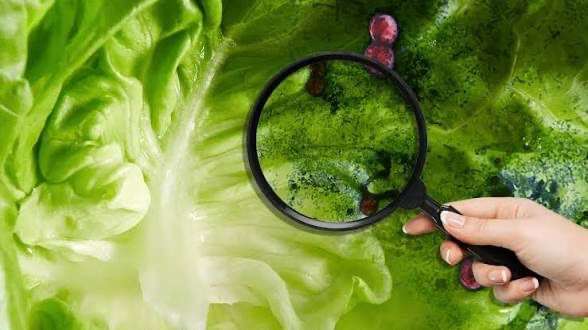 Investigan lechuga mexicana por brote de Cyclospora en Taco Bell de EU
