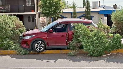 Pierde el control y derriba árboles al subir a camellón en Ortiz Mena 