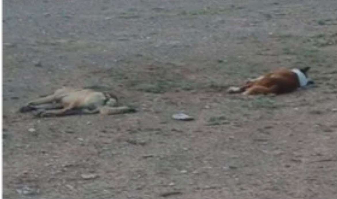Investigan envenenamiento masivo de perros en Los Kilómetros